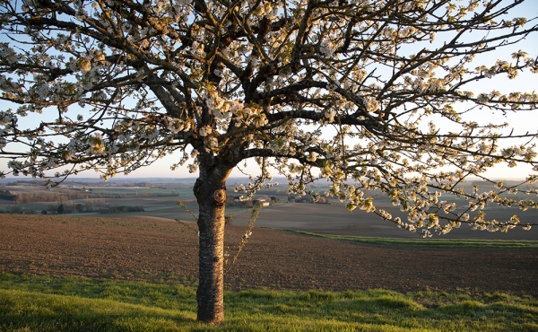 Tree at Bellevue 2