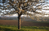 Tree at Bellevue 2